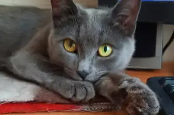 Кошки потеряшки, Набережные Челны, фото: Потеряшка кошка с белым пятнышком на животе, адрес: 63/1 Новый город