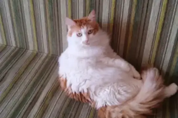 Кошки потеряшки, Санкт-Петербург, фото: Потеряшка кошка Проша с Дунайского проспекта, СПб