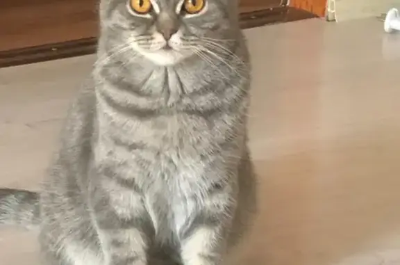 Объявления о пропавших и найденных животных, Ижевск, фото: Пропал кот Сэм с улицы Холмогорова 16