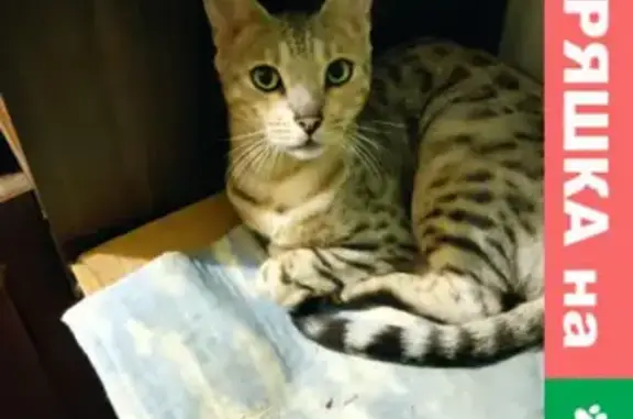 Найдена кошка, Санкт-Петербург, фото: Найдена ласковая кошка в Центральном районе СПб