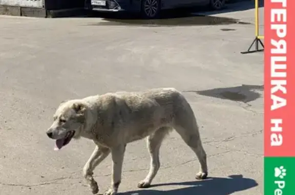 Собака найдена: Светлая сука алабая, 664018, Иркутск