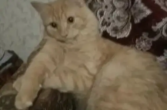 Кошки потеряшки, Балабаново, фото: Потеряшка кошка ТИМА, г. Балабаново, ул. Лесная, д. 28.