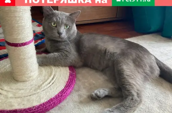 Найден серый кот в Восточном Дегунино, Москва