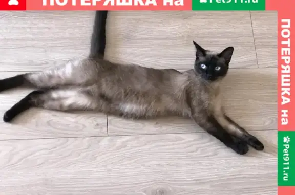 Пропала сиамская кошка возле Кремля