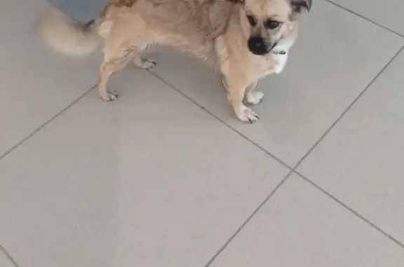 Потеряшка собака в Омске
