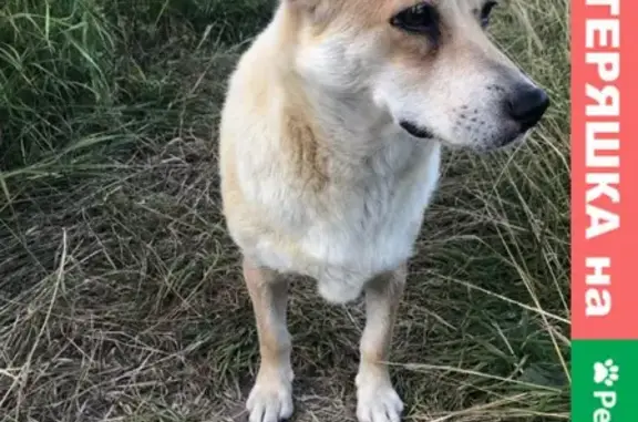 Найдена собака в лесу, Калужская область, ищем хозяина!