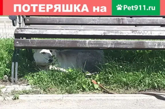 Найдена белая собака в Лисихе, Иркутск