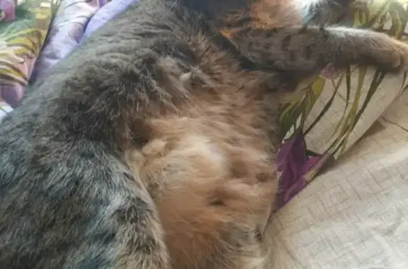 Кошки потеряшки, Казань, фото: Потеряшка кот на ул. Сахарова, вознаграждение в поликлинике №20.