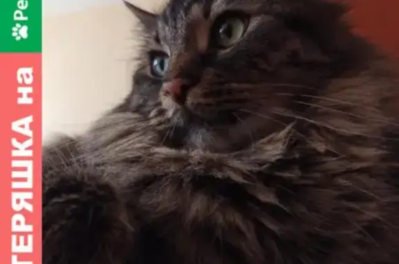 Кошки потеряшки, Санкт-Петербург, фото: Потеряшка кошка на Комендантском проспекте 16, корпус 1