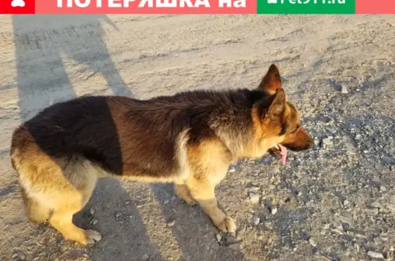 Найдена собака Немец в Большой Елани, Южно-Сахалинск