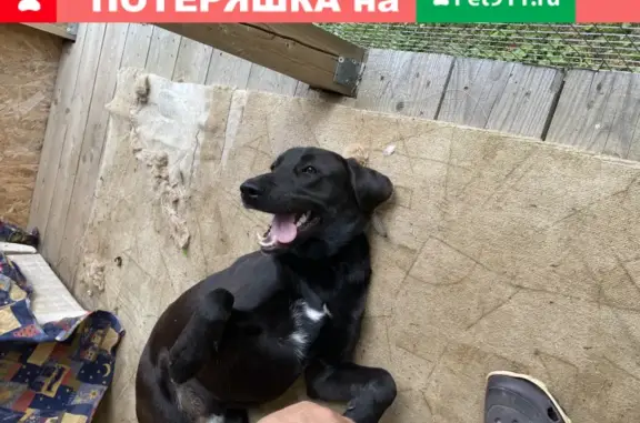 Найден пёс лабрадор в Троице, Калужская область