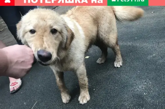 Найдена собака на Чистопольской улице