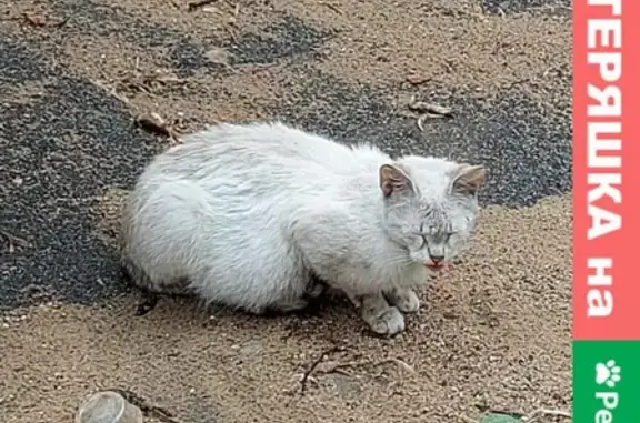Найдена кошка на Новинском бульваре, 18Б