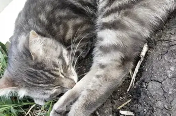 Потерян серый кот в Уфе, ищет дом