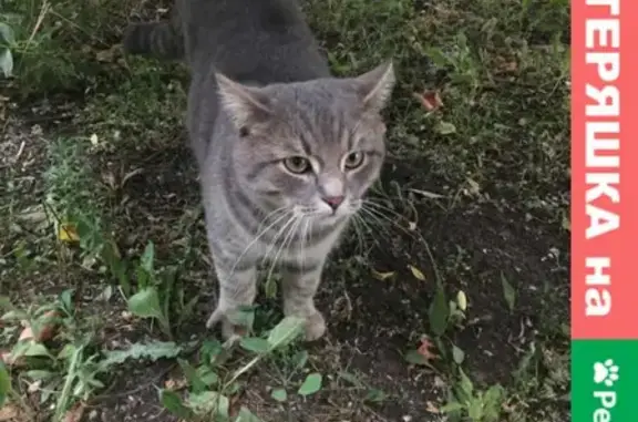 Найдена кошка на Суздальской, Новокосино, Москва