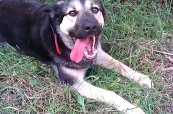 Найдена собака в Новых Ватутинках