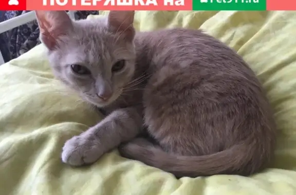 Пропала кошка в Королёве на улице Дзержинского