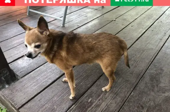 Найдена собака на ул. Киквидзе в Тамбове