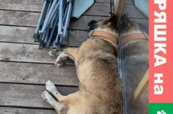 Найдена собака с сломанной лапкой в Севастополе