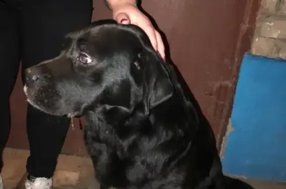 Пропала собака в Жулебино, Москва