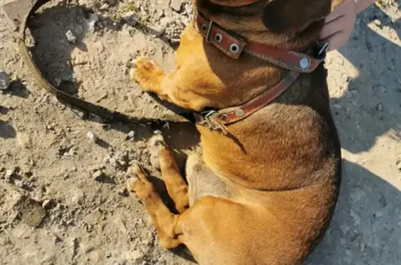 Найдена собака в Подлипках, СНТ Восход
