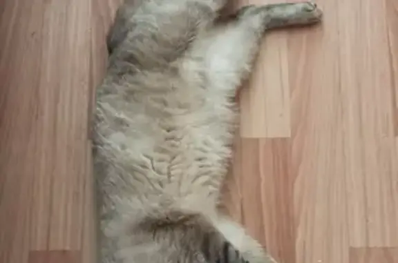 Кошки потеряшки, Брянск, фото: Потеряшка кошка в районе Донбасской - Дружба, Брянск