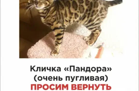 Кошки потеряшки, Уфа, фото: Потеряшка кошка в Сипайлово, наб. реки Уфы 67