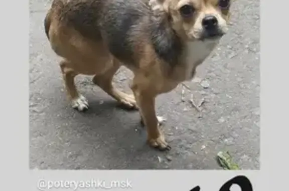 Пропала собака на улице Измайловская 1-я Парковая