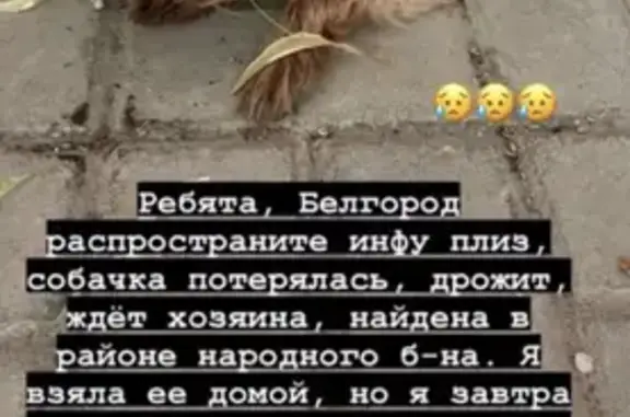 Найдена собака на Народном бульваре 92 в Белгороде