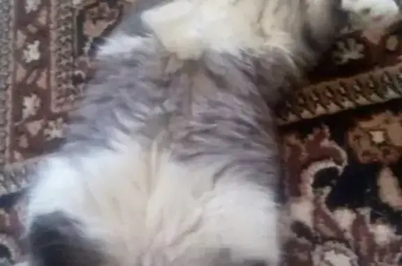 Потерянные животные Северск, фото: Пропала кошка Ася в районе ТЦ 