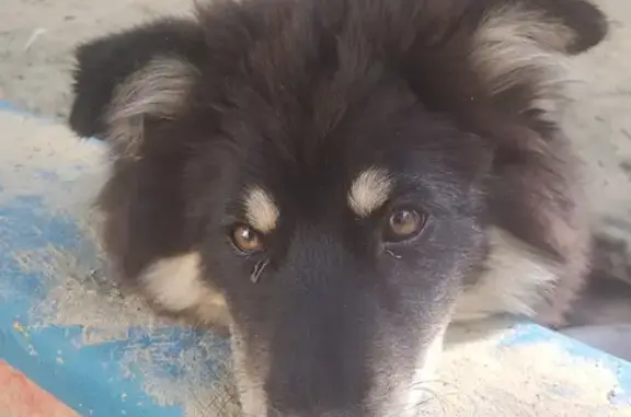 Найдена домашняя собака в центре Ульяновска