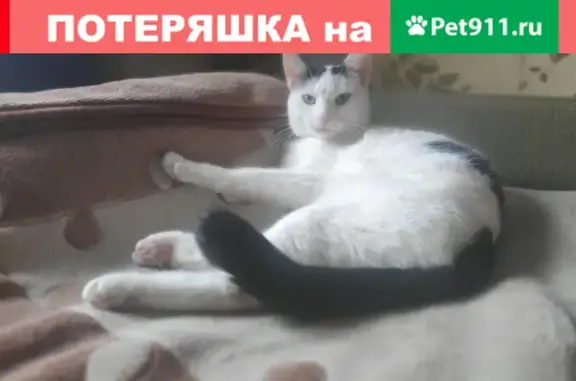 Пропала кошка Пушь на улице Маршала Бирюзова, Москва