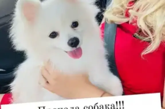 Пропала собака Буба на улице Ленина, Шимск