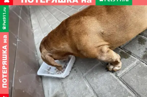 Собака Такса найдена на ул. Октября, 52, Реутов, МО