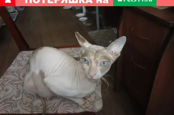 Найдена кошка породы сфинкс по адресу в Ульяновске