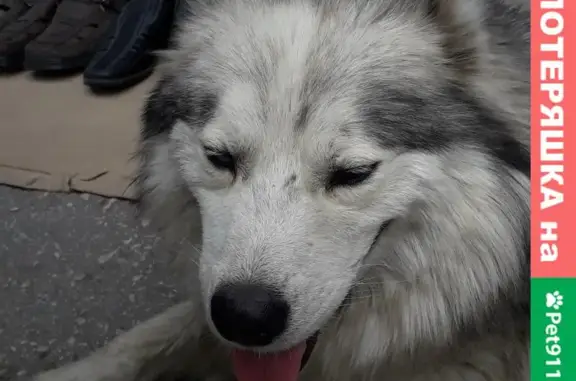 Собака Лайка хаски найдена на Солнечном рынке, выезд из города после Амбара.