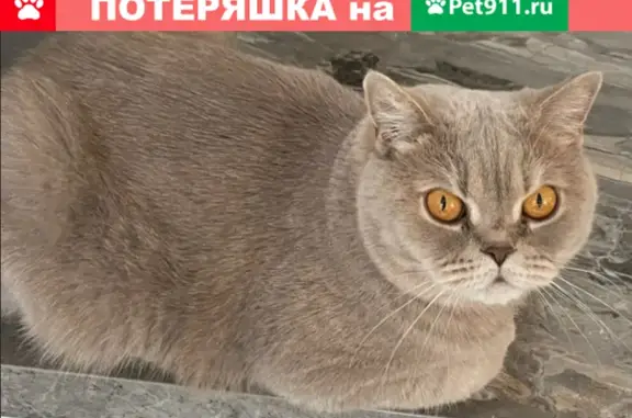 Пропала кошка в пос. Московский, нужна информация