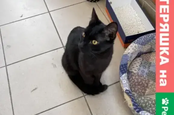 Найден ручной черный кот: адрес - ул. Маршала Тухачевского 58 к3