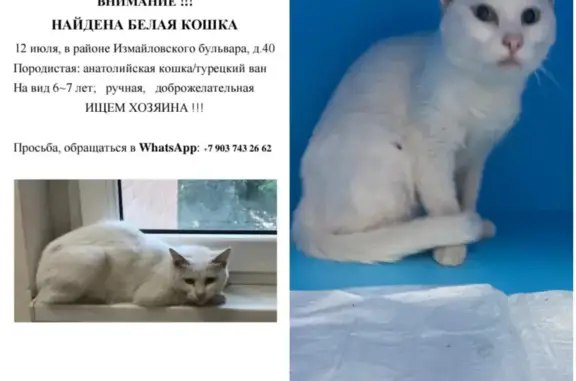 Найдена белая кошка, адрес: Дворцовая площадь 19, Москва