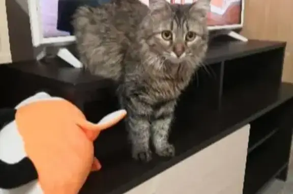 Кошки потеряшки, Ульяновск, фото: Потеряшка кошка Мазда на Западном бульваре, Ульяновск.