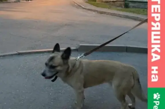 Найдена собака с ошейником на улице Байкальской, Лисиха
