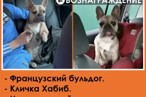 Пропала собака Хабиб, нуждается в лечении: Нагорная ул., Сярьги, Ленобласть, Россия