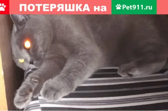 Пропала кошка на ул. Зверева, Красногорск