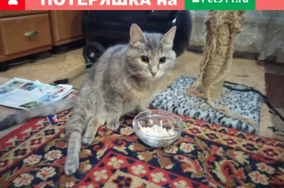 Пропала кошка Серая в Строгино, ул. Кулакова/Катукова