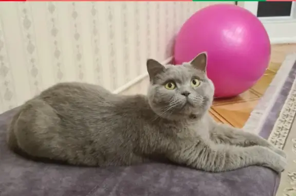 Пропала британская кошка, вознаграждение 4000 руб. в Краснокумском.