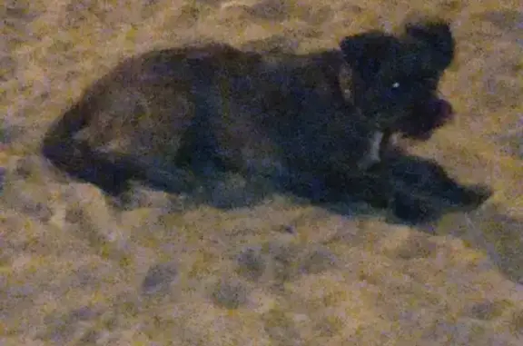 Собака найдена в Невском, Калининградская область.