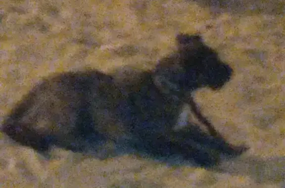 Найдена домашняя собака Чеснок на Эстакадном мосту в Калининграде