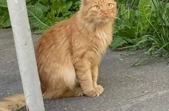 Найден кот на Новочеремушкинской улице