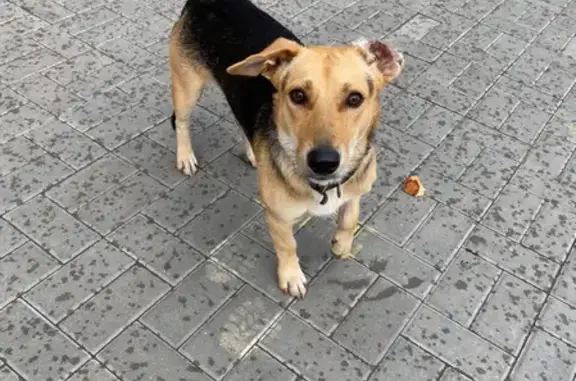 Собака найдена около ресторана Дебют на Советской улице 79.