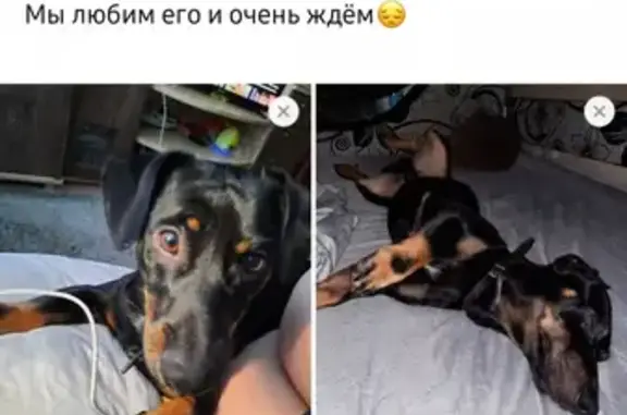 Собаки потеряшки, Тверь, фото: Потеряшка такса Мальчик на ул. Можайского, Тверь